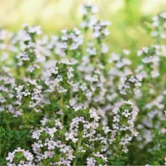 Zarte Thymianblüten im Vordergrund. Die natürliche Thymian Wirkung auf die Haut ist bekannt, hier zeigt sich die Pflanze in voller Blüte.