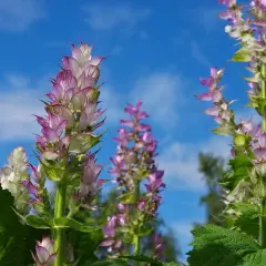 Blühende Muskatellersalbei-Pflanzen vor blauem Himmel. Die **Muskatellersalbei Wirkung** ist bekannt für ihre beruhigenden Eigenschaften.
