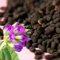 Lila Blüten und dunkle Samen, die an pflanzliches Retinol erinnern, liegen auf rosa Untergrund.