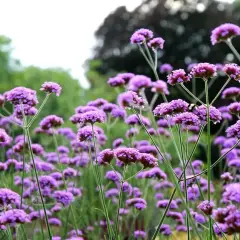 Ein Feld voller lila Blüten, die an Eisenkraut Zitronenverbene erinnern. Ein kleiner Käfer krabbelt über eine Blüte.
