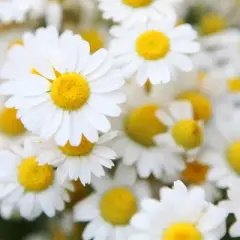 Nahaufnahme von Gänseblümchen. Die beruhigende bisabolol wirkung dieser Blüten ist bekannt.