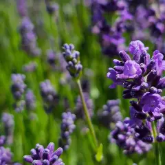 Nahaufnahme von Lavendelblüten. Die Lavendel Wirkung auf die Haut ist beruhigend und entzündungshemmend.