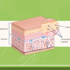 Hautschichten mit Epidermis und Dermis. Nahaufnahme zeigt Hautzellen und die wichtige Ceramide (Lipide) Wirkung für die Hautbarriere.