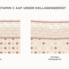Vergleich von starkem und brüchigem Kollagengerüst der Haut. Vitamin C stärkt die Haut und hellt sie auf.