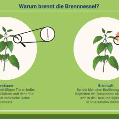 Die Brennnessel hat Brennhaare, die bei Berührung Brennsaft in die Haut injizieren. Die Wirkung auf die Haut ist schmerzhaft.