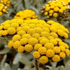 Nahaufnahme von leuchtend gelben Blütenköpfen, die an die **immortelle Wirkung** von Heilkräutern erinnern.