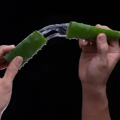 Hände halten zwei Aloe-Vera-Stücke, aus denen ein klarer Saft fließt. Aloe vera bei verbrennungen – eine natürliche Linderung.