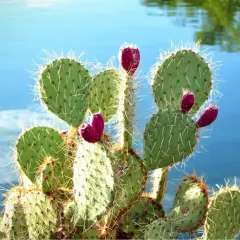Opuntia ficus indica mit leuchtend roten Früchten vor blauem Wasser.