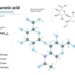 Strukturformel von Hyaluronsäure, die erklärt, was ist Natriumhyaluronat. Kugeln stellen Atome dar: Stickstoff (lila), Kohlenstoff (grau), Sauerstoff (blau), Wasserstoff (hellblau).