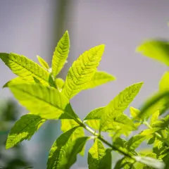 Helle, grüne Blätter der Zitronenverbene im Sonnenlicht. Ihre Wirkung auf die Haut ist beruhigend und erfrischend.