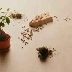 Kleiner Baum in Topf, daneben Kaffeebohnen und Moos. Die **Ginseng Wirkung Haut** ist bekannt für ihre verjüngenden Eigenschaften.