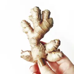 Eine Hand hält ein Stück Ingwer, bereit, ihn auf die Haut zu reiben.