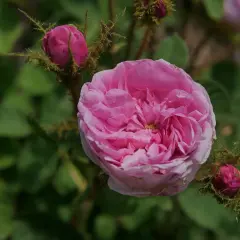 Eine zarte rosa centifolia Rose blüht, umgeben von Knospen und grünem Laub.