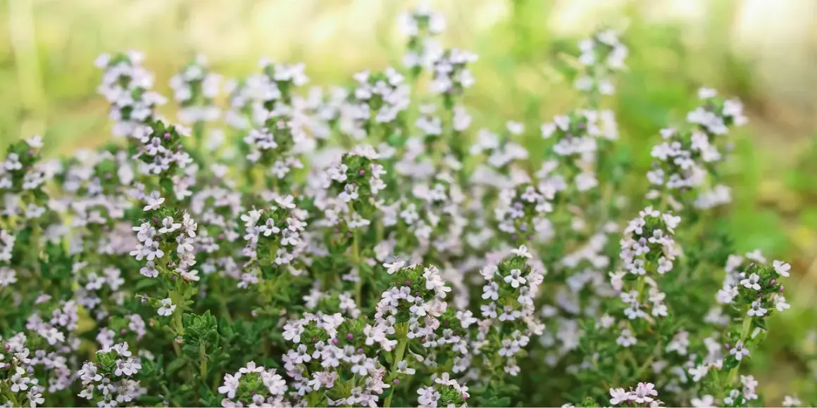 Zarte Thymianblüten im Vordergrund. Die natürliche Thymian Wirkung auf die Haut ist bekannt, hier zeigt sich die Pflanze in voller Blüte.