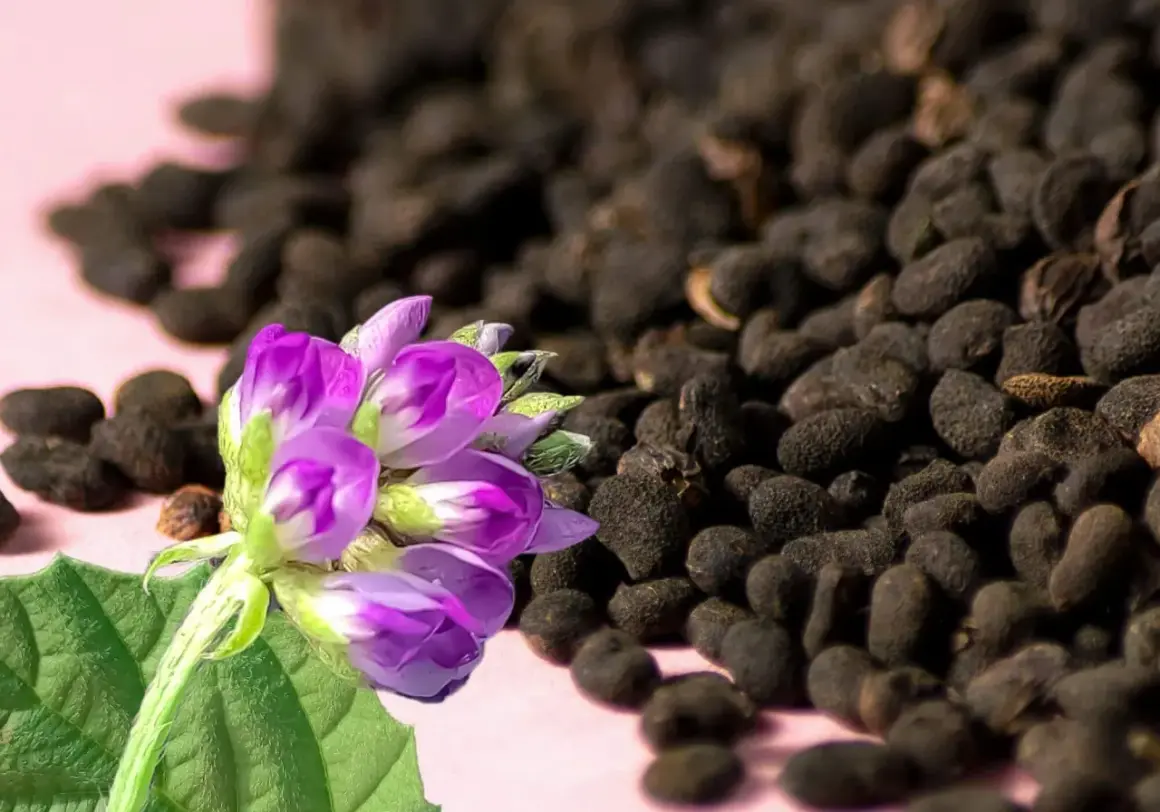 Lila Blüten und dunkle Samen, die an pflanzliches Retinol erinnern, liegen auf rosa Untergrund.