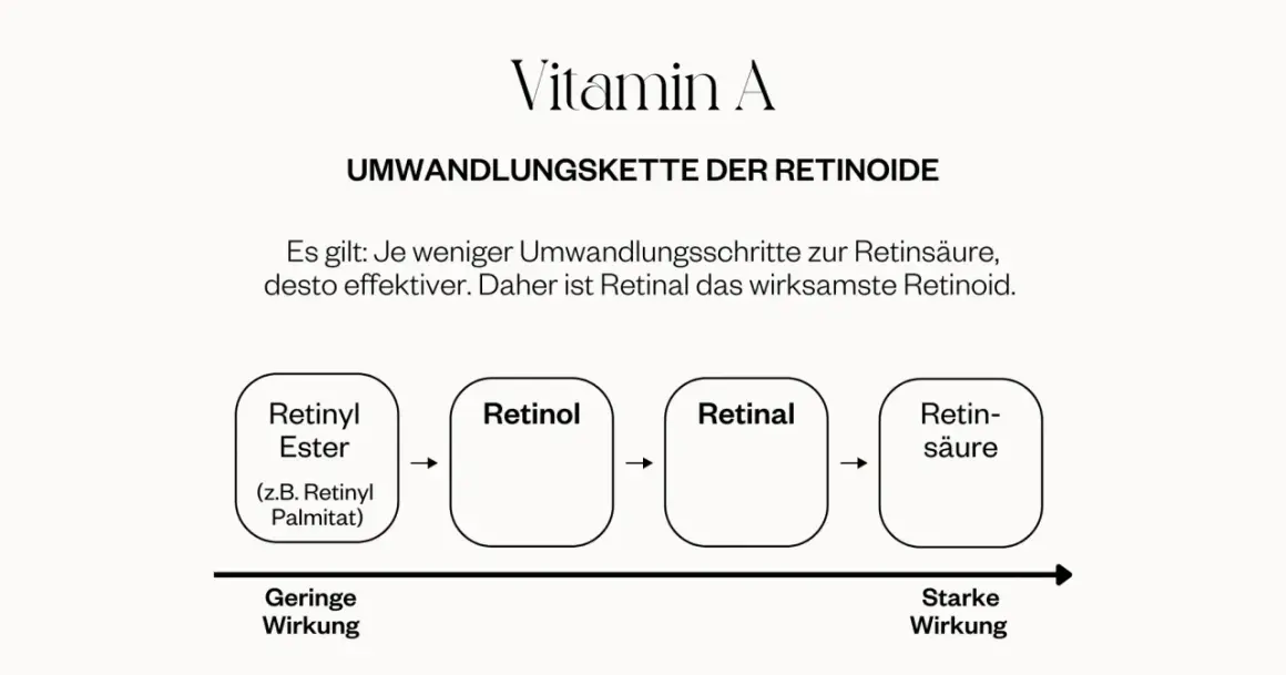 Schema zeigt Vitamin A Umwandlungskette: Retinyl Ester, Retinol, Retinal, Retinsäure. Je weniger Schritte, desto effektiver. Retinal ist am wirksamsten.