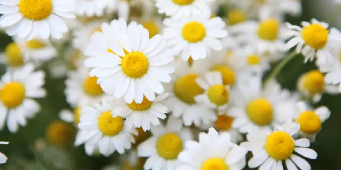 Nahaufnahme von Gänseblümchen. Die beruhigende bisabolol wirkung dieser Blüten ist bekannt.
