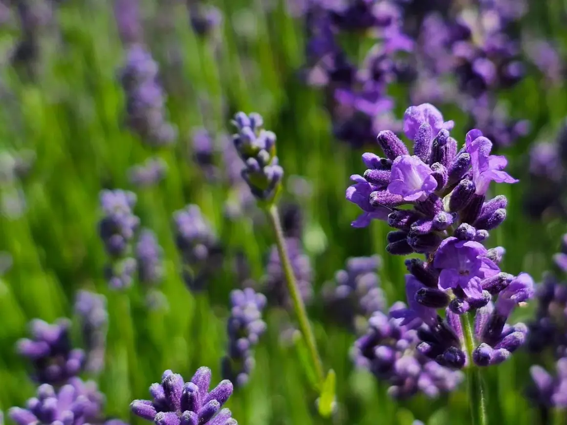 Nahaufnahme von Lavendelblüten. Die Lavendel Wirkung auf die Haut ist beruhigend und entzündungshemmend.