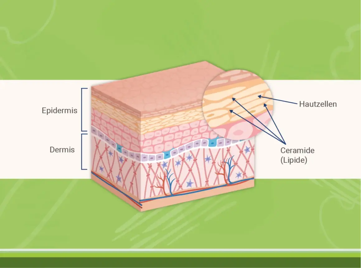 Hautschichten mit Epidermis und Dermis. Nahaufnahme zeigt Hautzellen und die wichtige Ceramide (Lipide) Wirkung für die Hautbarriere.