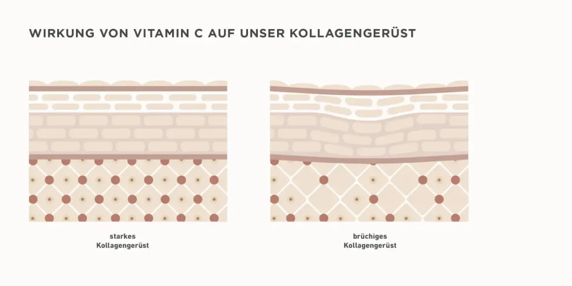 Vergleich von starkem und brüchigem Kollagengerüst der Haut. Vitamin C stärkt die Haut und hellt sie auf.