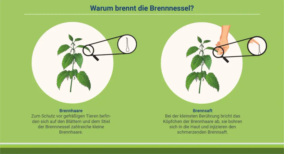 Die Brennnessel hat Brennhaare, die bei Berührung Brennsaft in die Haut injizieren. Die Wirkung auf die Haut ist schmerzhaft.