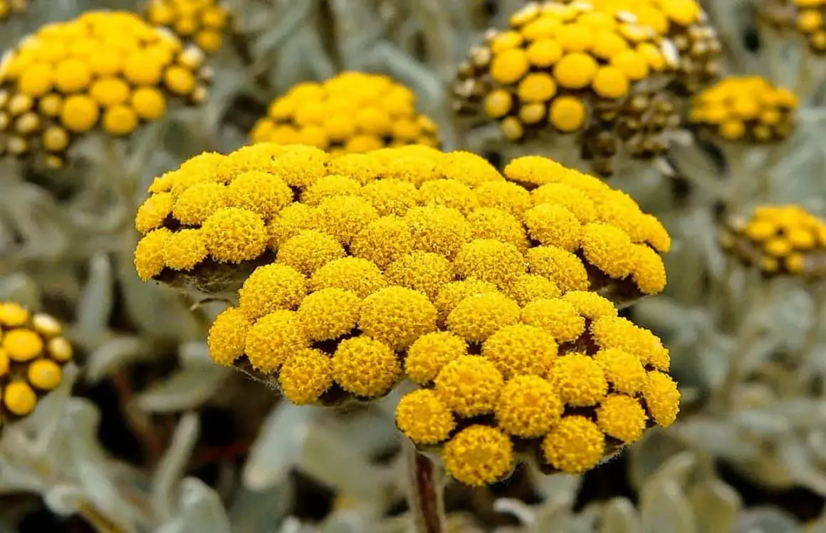 Nahaufnahme von leuchtend gelben Blütenköpfen, die an die **immortelle Wirkung** von Heilkräutern erinnern.