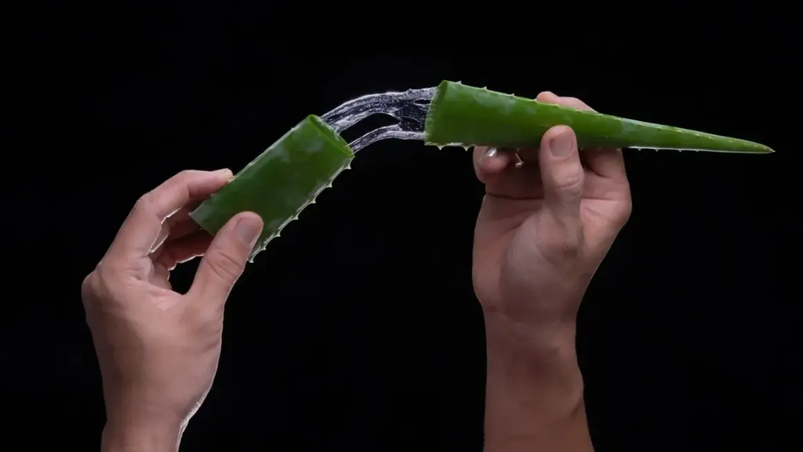 Hände halten zwei Aloe-Vera-Stücke, aus denen ein klarer Saft fließt. Aloe vera bei verbrennungen – eine natürliche Linderung.