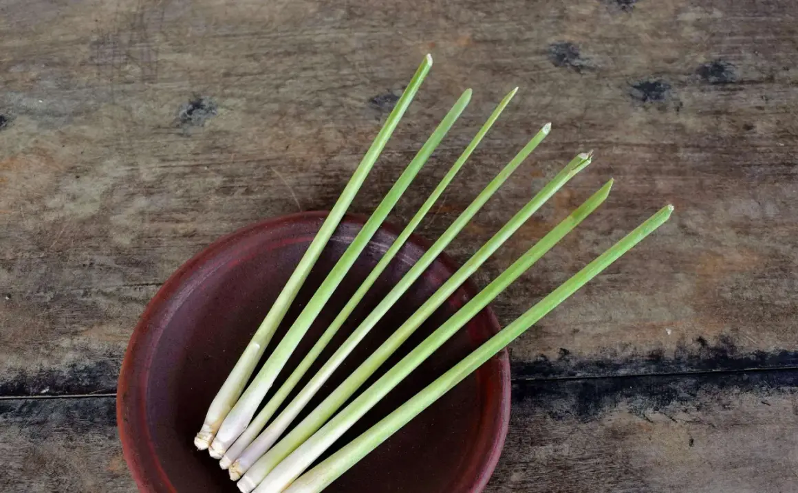 Frische Zitronengrasstängel auf einem braunen Teller. Die belebende lemongrass wirkung macht es zu einem beliebten Gewürz.