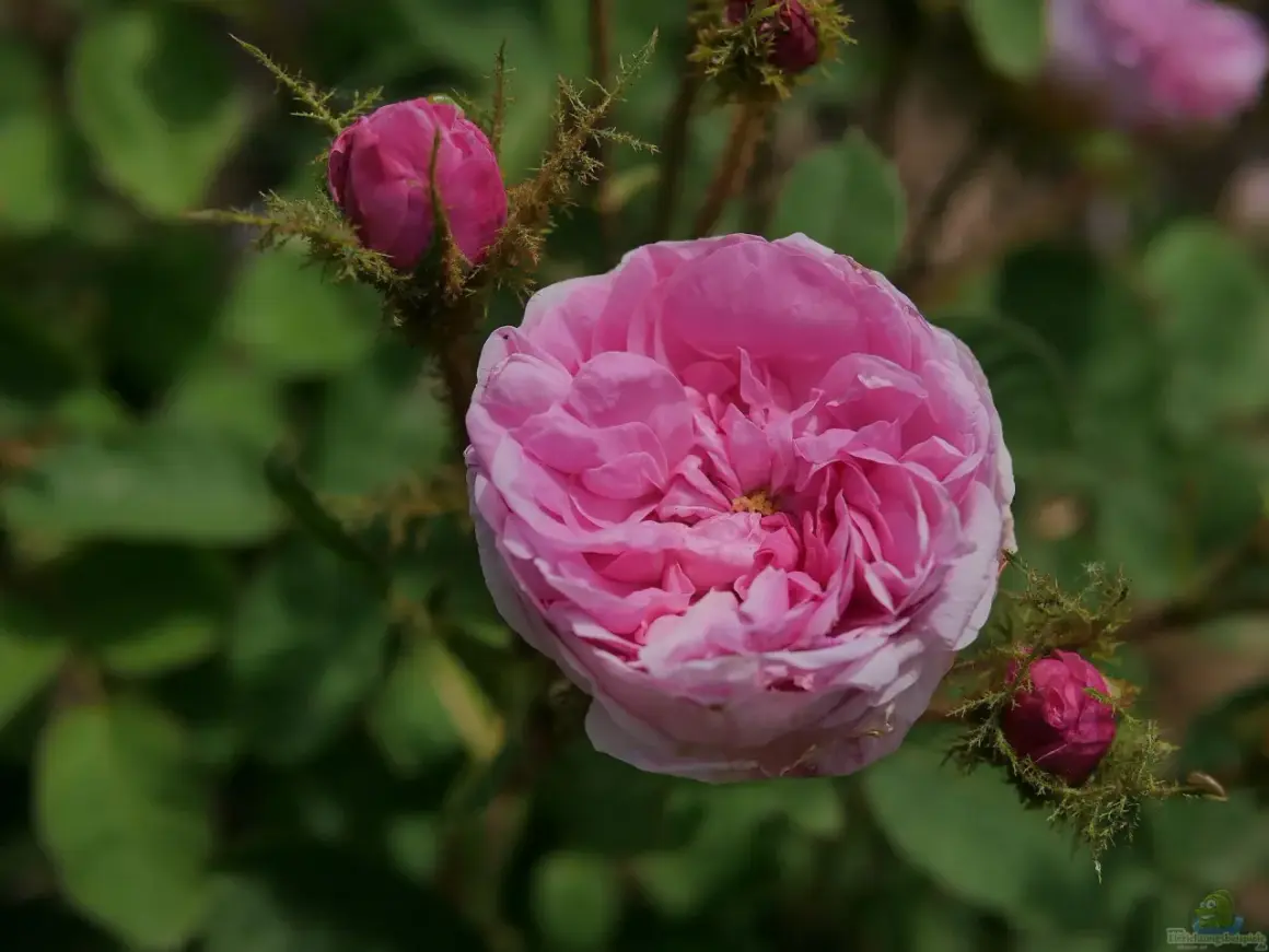 Eine zarte rosa centifolia Rose blüht, umgeben von Knospen und grünem Laub.
