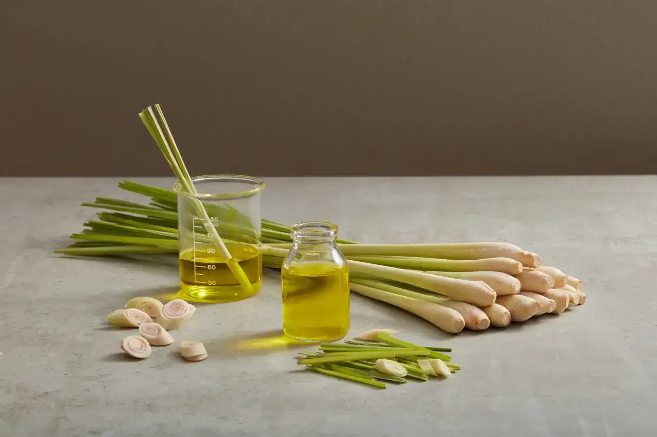 Frische Zitronengrasstängel und Öl in einem Becherglas und einer kleinen Flasche. Die vielfältige lemongrass wirkung wird hier visuell dargestellt.
