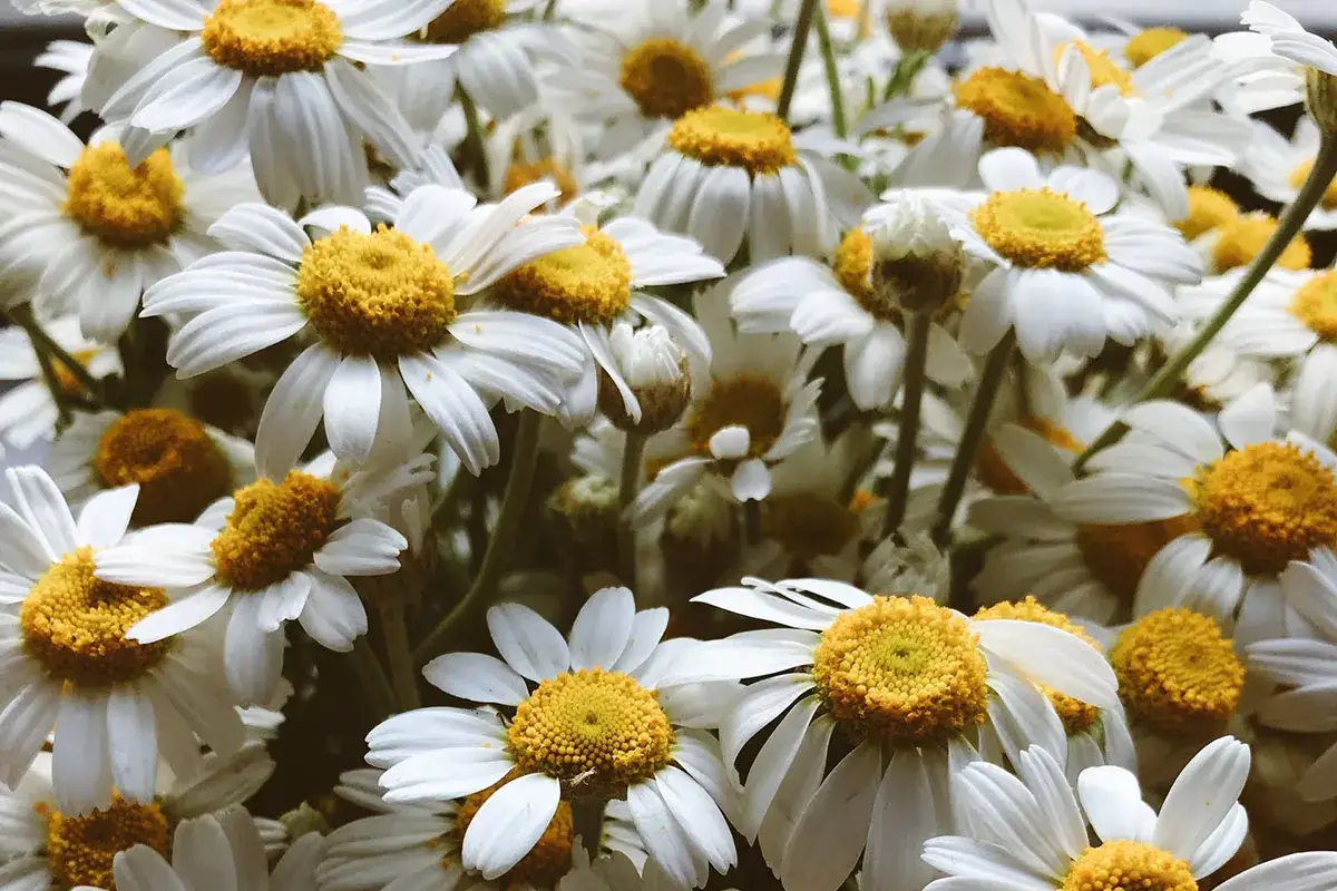 Nahaufnahme von Gänseblümchen. Ihre beruhigende bisabolol wirkung ist spürbar, wie die sanften Blütenblätter.