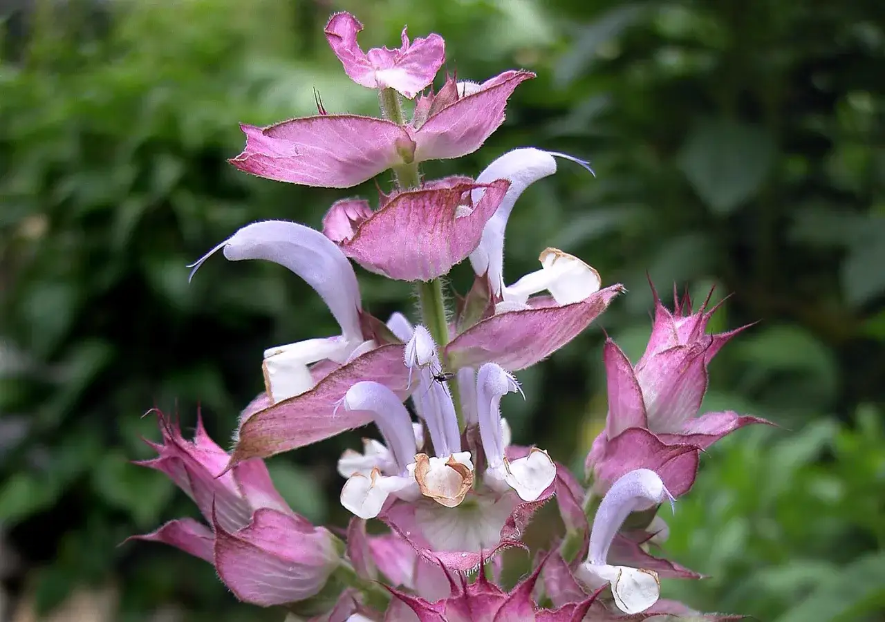Nahaufnahme einer Blüte von Muskatellersalbei. Die Wirkung der Pflanze ist bekannt für ihre beruhigenden Eigenschaften.