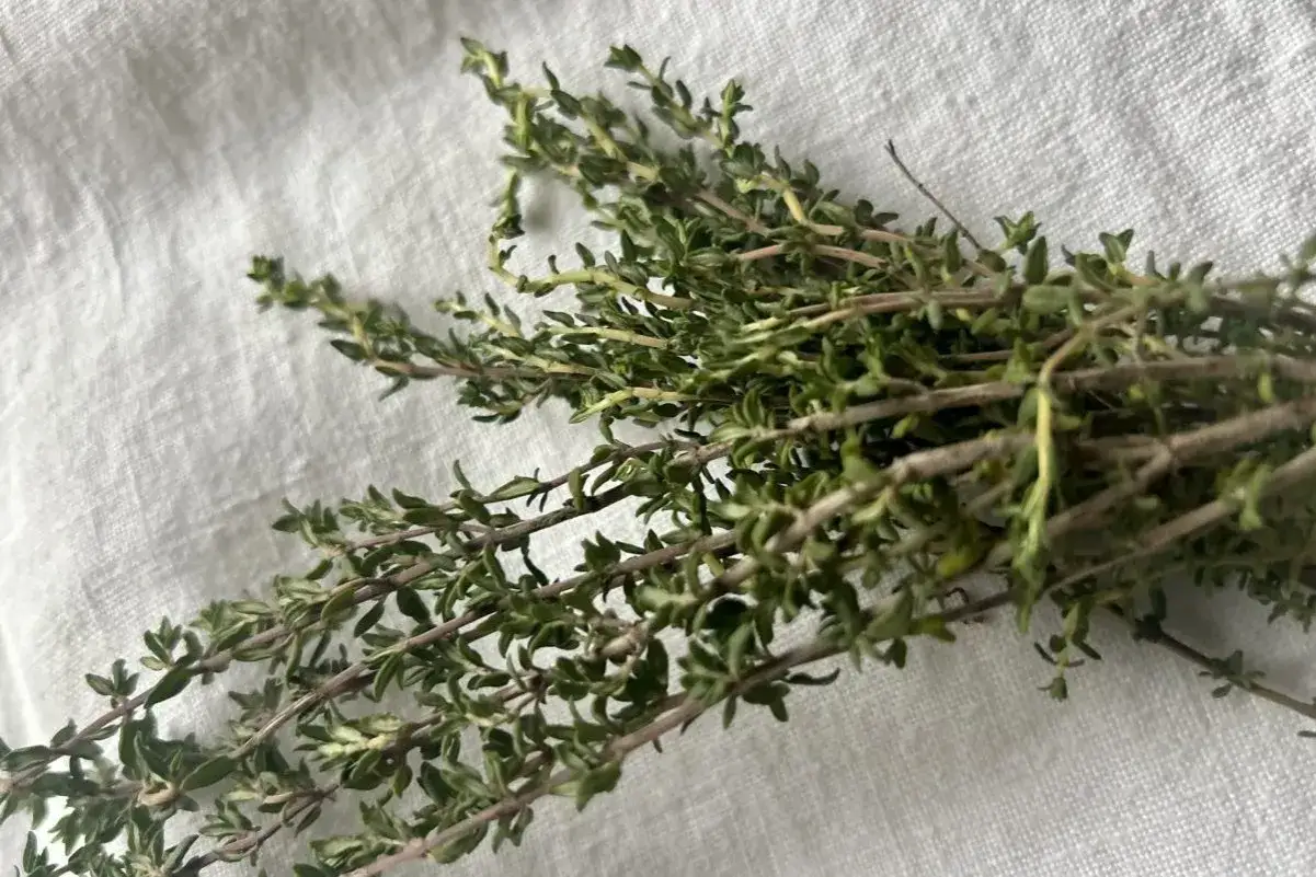 Ein Bündel frischer Thymian auf weißem Leinentuch. Die feinen Zweige mit kleinen grünen Blättern deuten auf die wohltuende thymian wirkung haut hin.