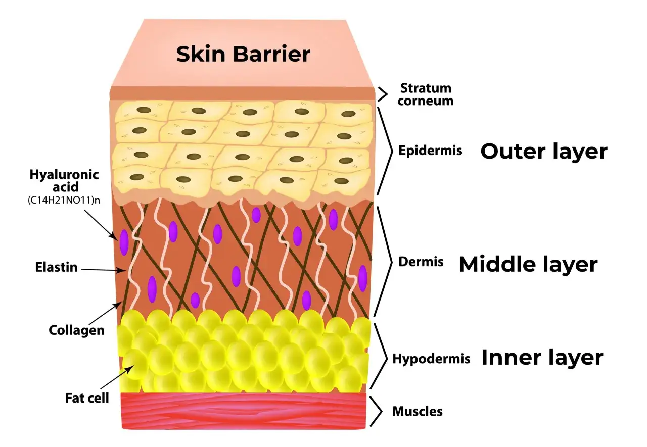 Hautschichten: Epidermis, Dermis, Hypodermis. Hyaluronsäure, Elastin & Kollagen stützen die Haut. Ceramide wirken als Bausteine für die Hautbarriere.