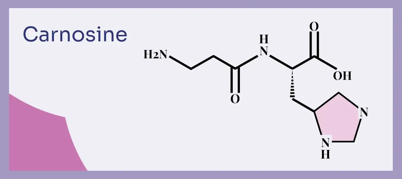 Chemische Struktur von Carnosin. Die carnosin wirkung ist vielfältig, von antioxidativen Eigenschaften bis zur Pufferfunktion im Muskel.
