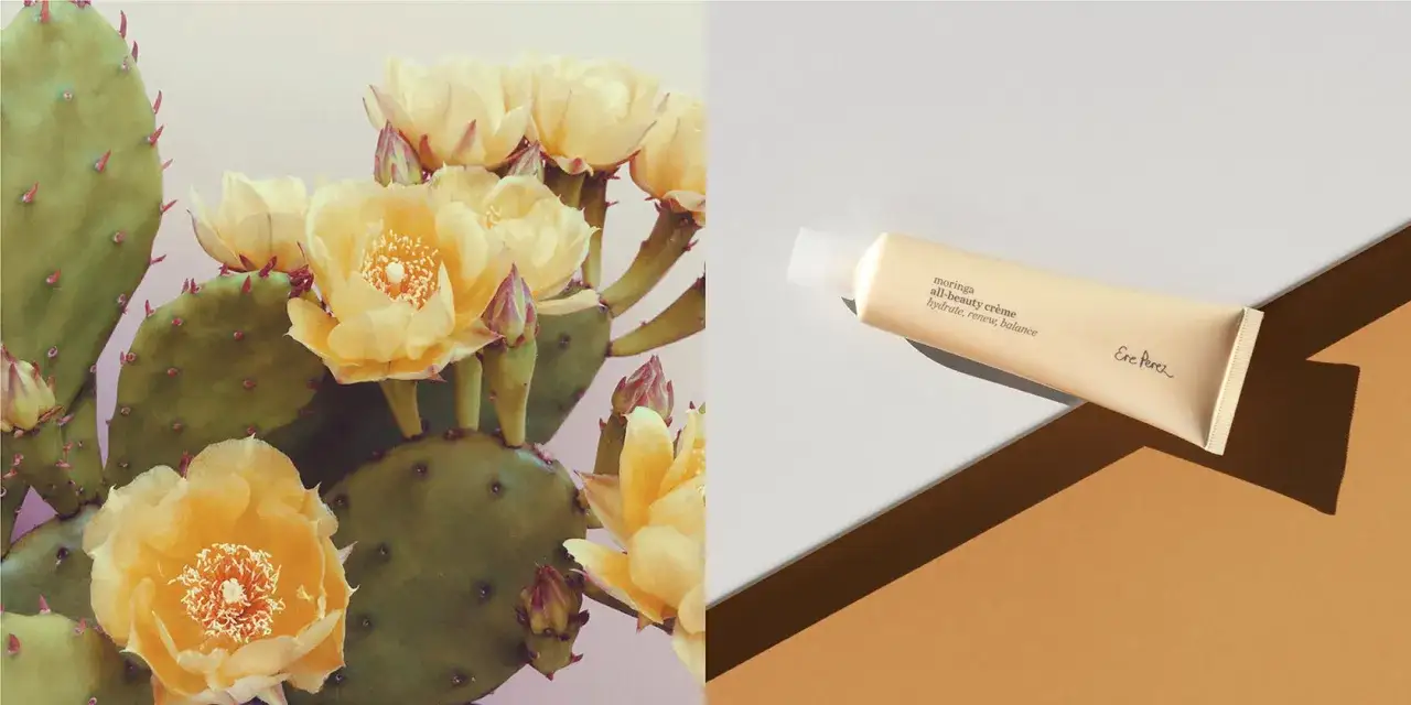 Opuntia ficus indica Blüten und eine Creme. Die Pflanze spendet Feuchtigkeit, erneuert und balanciert die Haut.